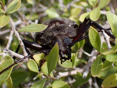 Xixuthrus domingoensis