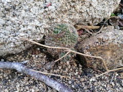 Mammillaria voburnensis