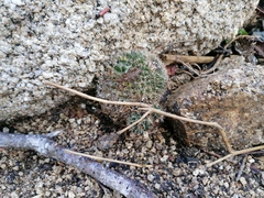 Mammillaria voburnensis