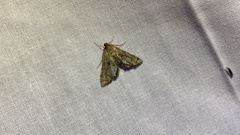 Petrophila longipennis