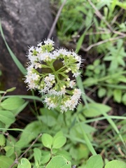 Valeriana occidentalis