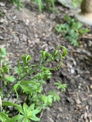 Pteris ensiformis