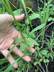 Valeriana occidentalis