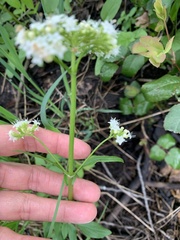 Valeriana occidentalis