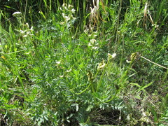 Astragalus williamsii