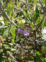Kalmia polifolia