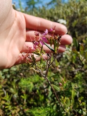 Kalmia polifolia