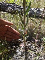 Boechera sparsiflora
