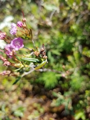 Kalmia polifolia