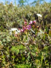 Kalmia polifolia