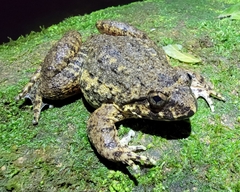 Quasipaa spinosa