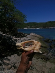 Polydactylus