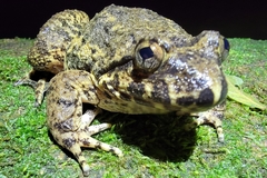 Quasipaa spinosa