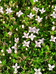 Houstonia procumbens