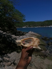 Polydactylus