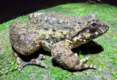 Quasipaa spinosa