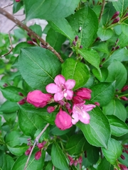 Weigela floribunda