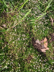 Houstonia procumbens