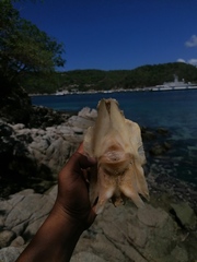 Polydactylus