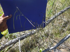 Boechera sparsiflora