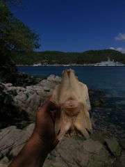 Polydactylus