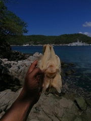 Polydactylus