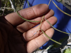 Boechera sparsiflora