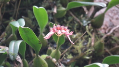 Bulbophyllum melanoglossum
