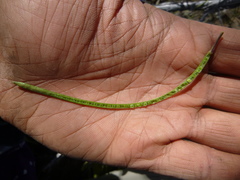 Boechera sparsiflora