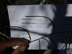 Boechera sparsiflora