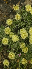 Eriogonum douglasii