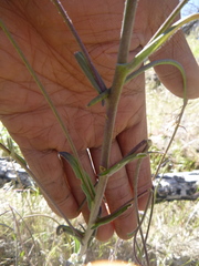 Boechera sparsiflora