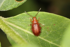 Tricholochmaea kalmiae