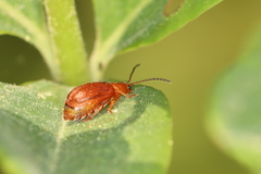 Tricholochmaea kalmiae