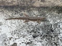 Hemidactylus platyurus