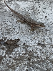 Hemidactylus platyurus