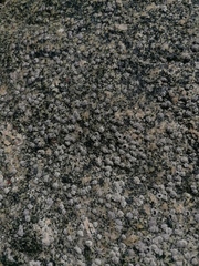 Chthamalus hedgecocki