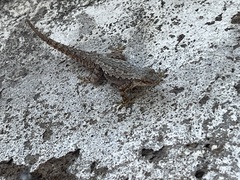 Hemidactylus platyurus