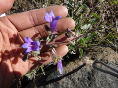 Penstemon roezlii