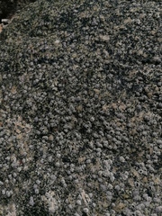 Chthamalus hedgecocki