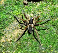 Dolomedes