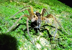 Dolomedes
