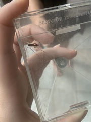 Mesostenus thoracicus