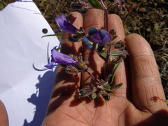 Penstemon roezlii