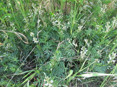 Astragalus williamsii