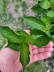 Weigela floribunda