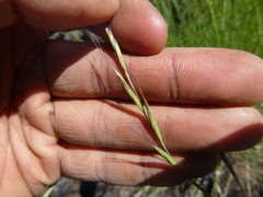 Pseudoroegneria spicata