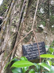 Magnolia dodecapetala