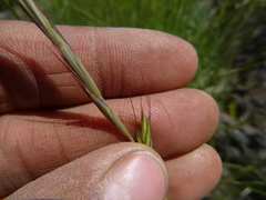 Pseudoroegneria spicata