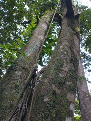 Magnolia dodecapetala